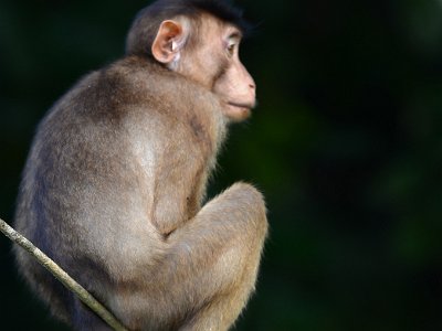 Pig tailed macaque (6)